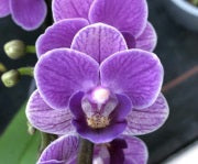 Phalaenopsis Sogo Vivien 'Smurf'