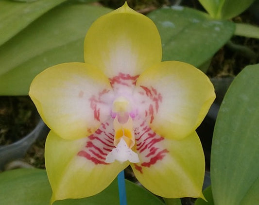 Phalaenopsis Zheng Min Muscadine 'Peter #6' 231206 Flowering