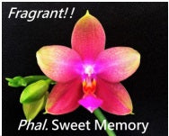Phalaenopsis Sweet Memory (syn. Phal. Liodoro)