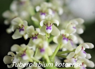 Tuberolabium kotoense - fragrant