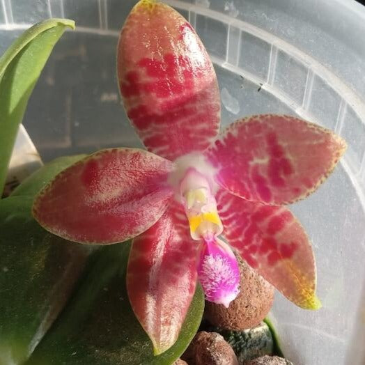 Orchid Compot Phalaenopsis WS Watermark - 3 Seedlings