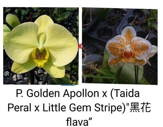 Phalaenopsis Golden Apollon x (Taida Pearl x Little Gem Stripes) - Seed Grown