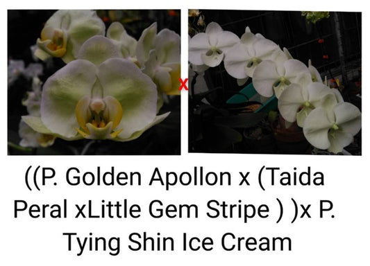Phalaenopsis ((P. Golden Apollon x (Taida Pearl x Little Gem Stripes)) x Tying Shin Ice Cream - Seed Grown