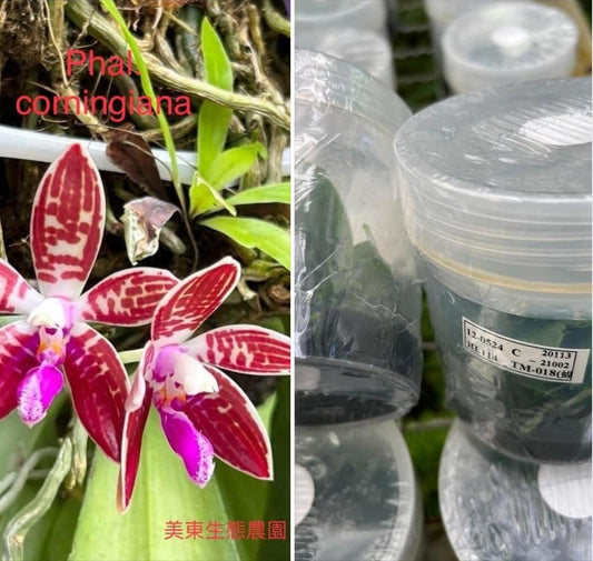 Phalaenopsis corningiana x self (Seed Grown) TM018