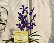 Vandachostylis Yawi's Blue Angel 'TOV15'