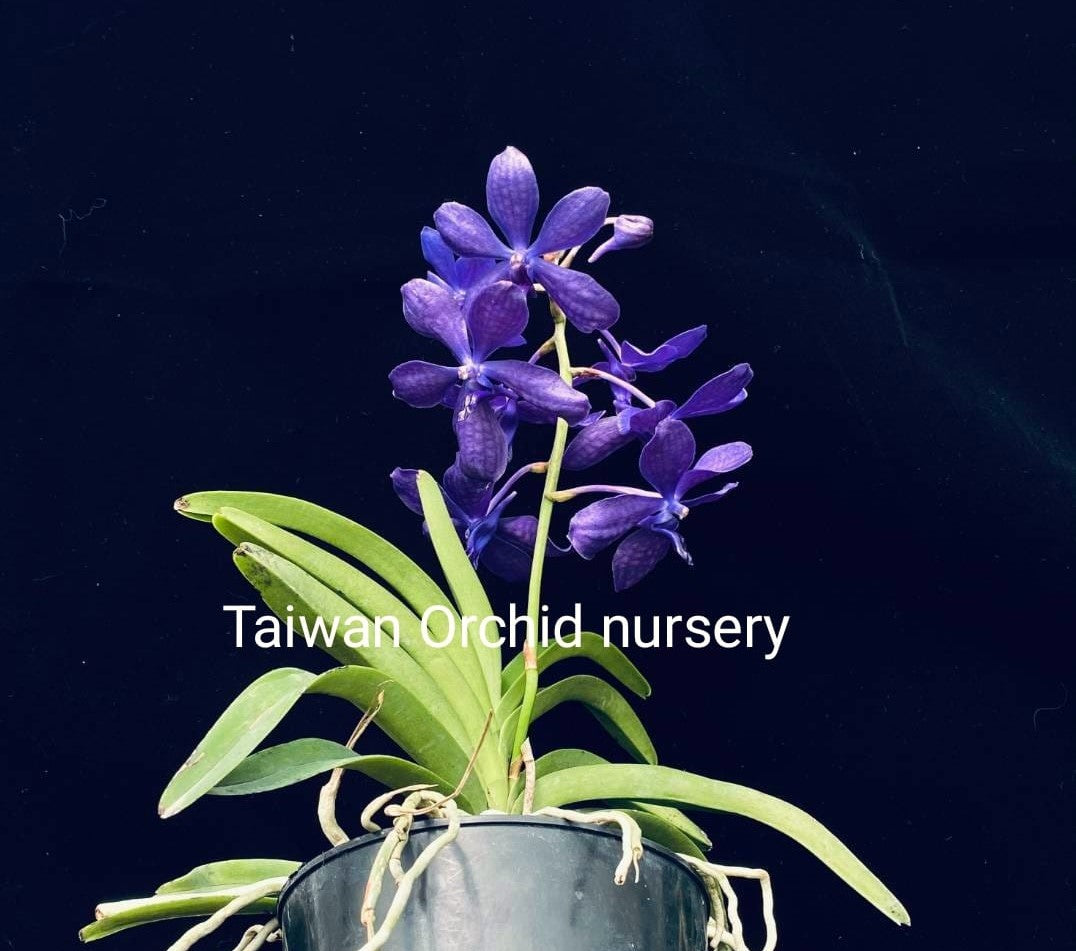 Vandachostylis Yawi's Blue Angel 'TOV15'