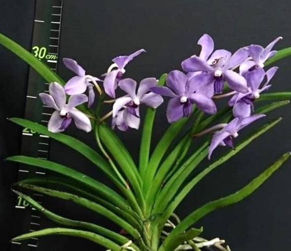 Holcovanstylis (Blue Jenny x Vanda Bangsai Queen)