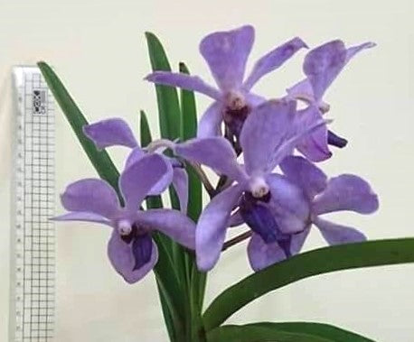 Holcovanstylis (Blue Jenny x Vanda Bangsai Queen)