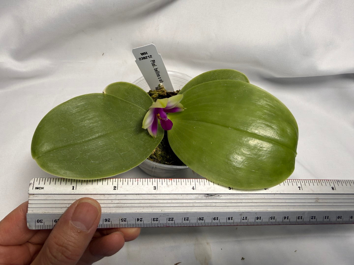 Phalaenopsis bellina x sib 260611 Flowering