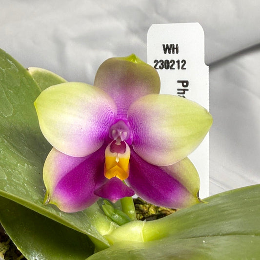 Phalaenopsis bellina x sib 260611 Flowering