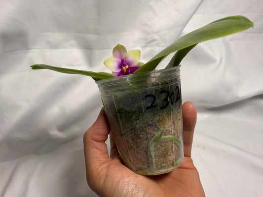 Phalaenopsis bellina x sib 260611 Flowering