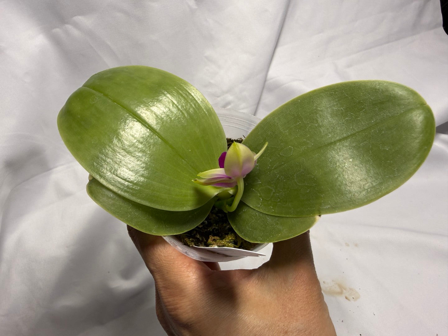 Phalaenopsis bellina x sib 260611 Flowering