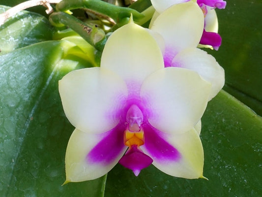 Phalaenopsis bellina x sib