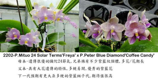 Phalaenopsis (Mituo 24 Solar Terms x Peter Blue Diamond) - Seedling