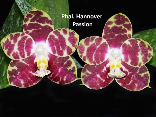 Phalaenopsis Hannover Passion 'Wilson' 230629 Spiking