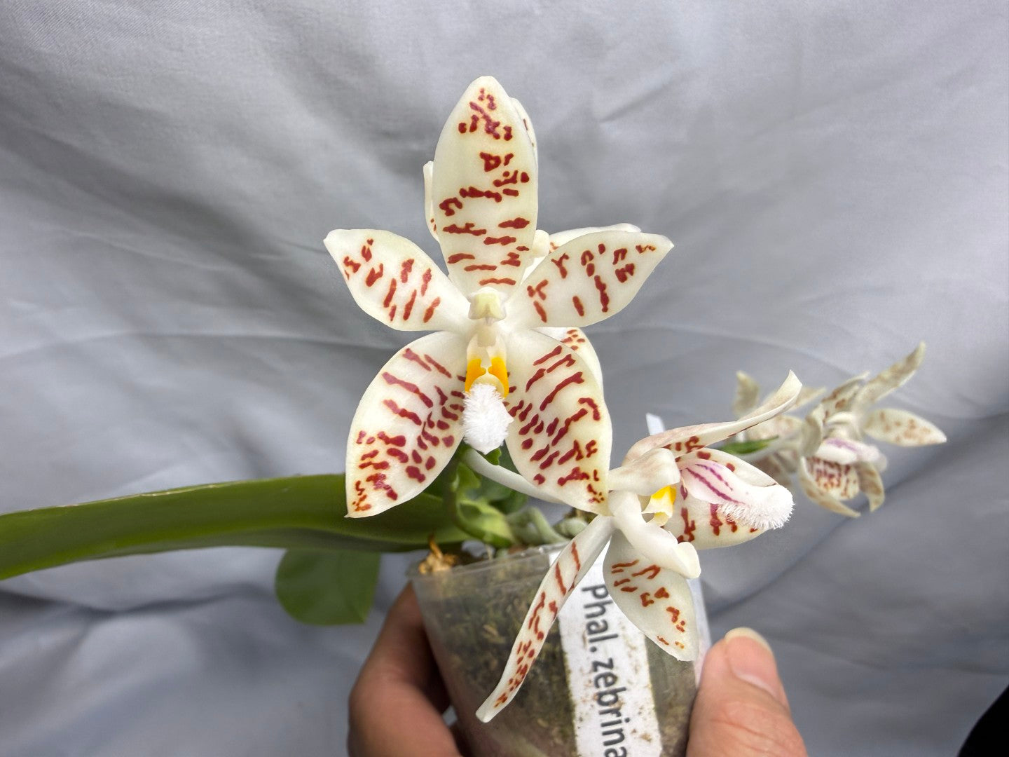 Phalaenopsis zebrina 260626 Flowering Seed Grown 2 spikes