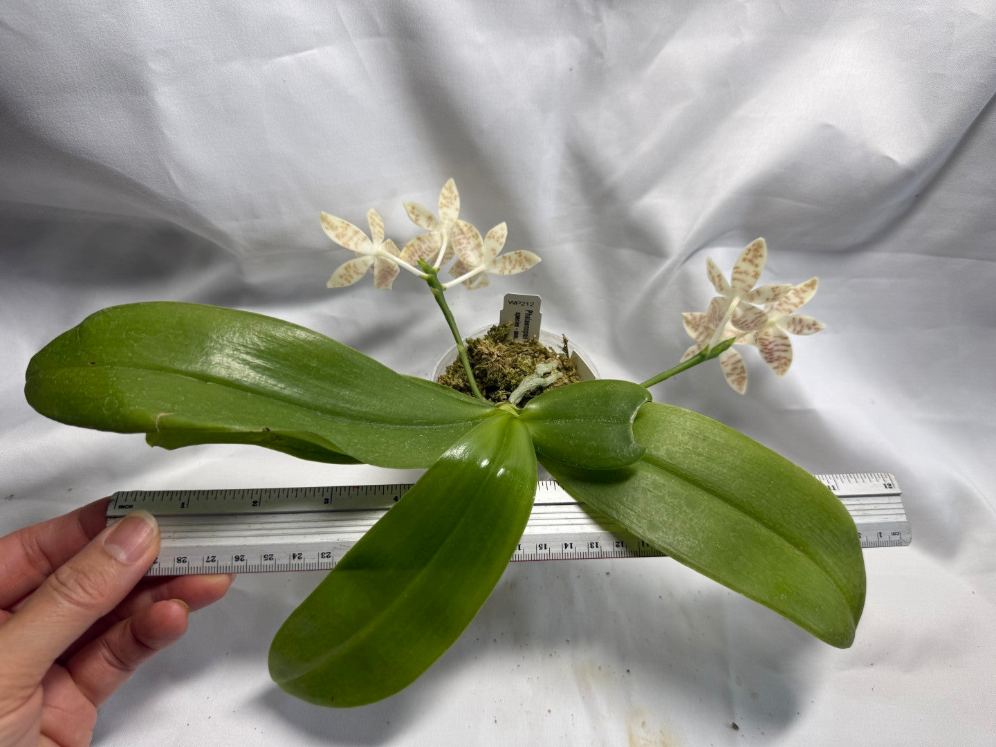 Phalaenopsis zebrina 260626 Flowering Seed Grown 2 spikes