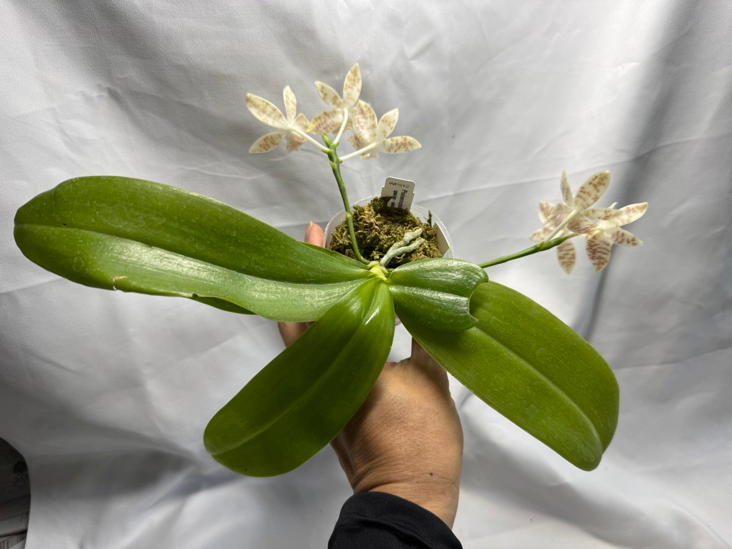 Phalaenopsis zebrina 260626 Flowering Seed Grown 2 spikes