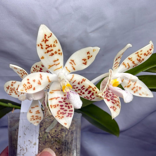 Phalaenopsis zebrina 260626 Flowering Seed Grown 2 spikes