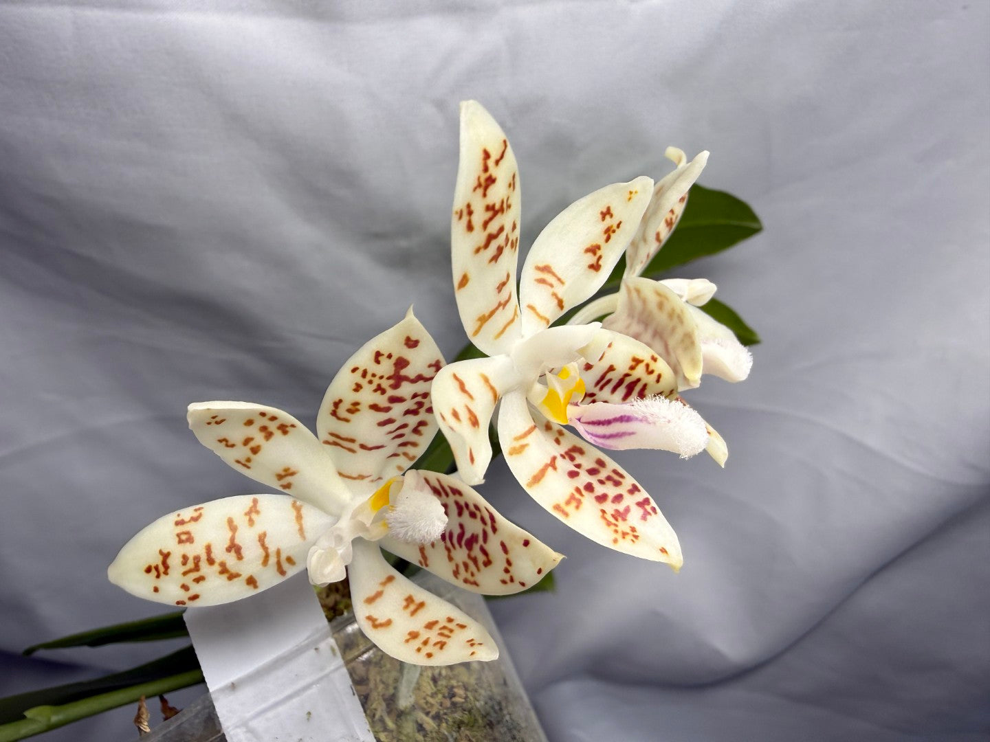 Phalaenopsis zebrina 260626 Flowering Seed Grown 2 spikes