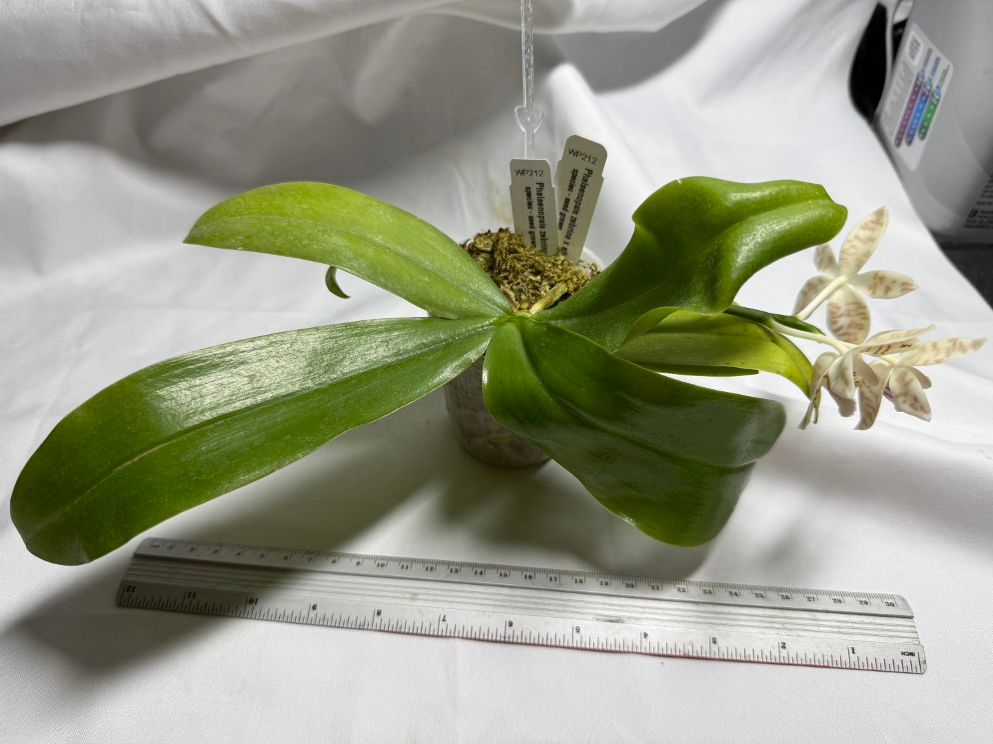 Phalaenopsis zebrina 260714 Flowering Seed Grown