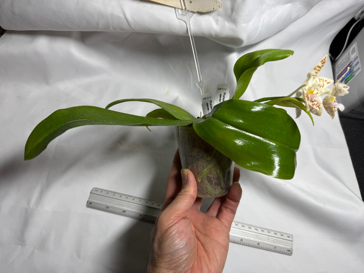 Phalaenopsis zebrina 260714 Flowering Seed Grown