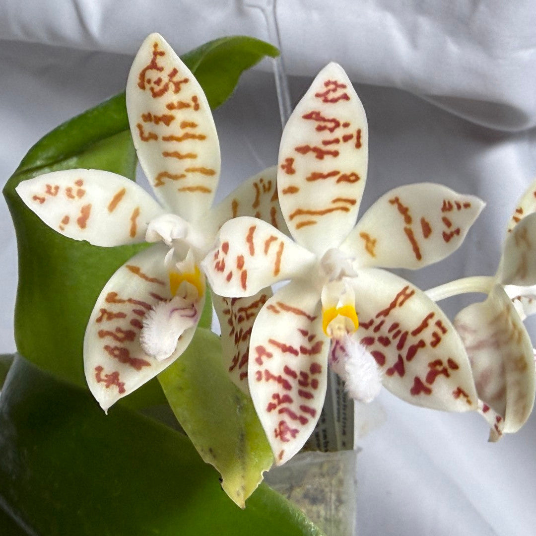 A close-up of a white Phalaenopsis orchid flower with brown speckled patterns and a yellow center, shown with green leaves against a white fabric background.
