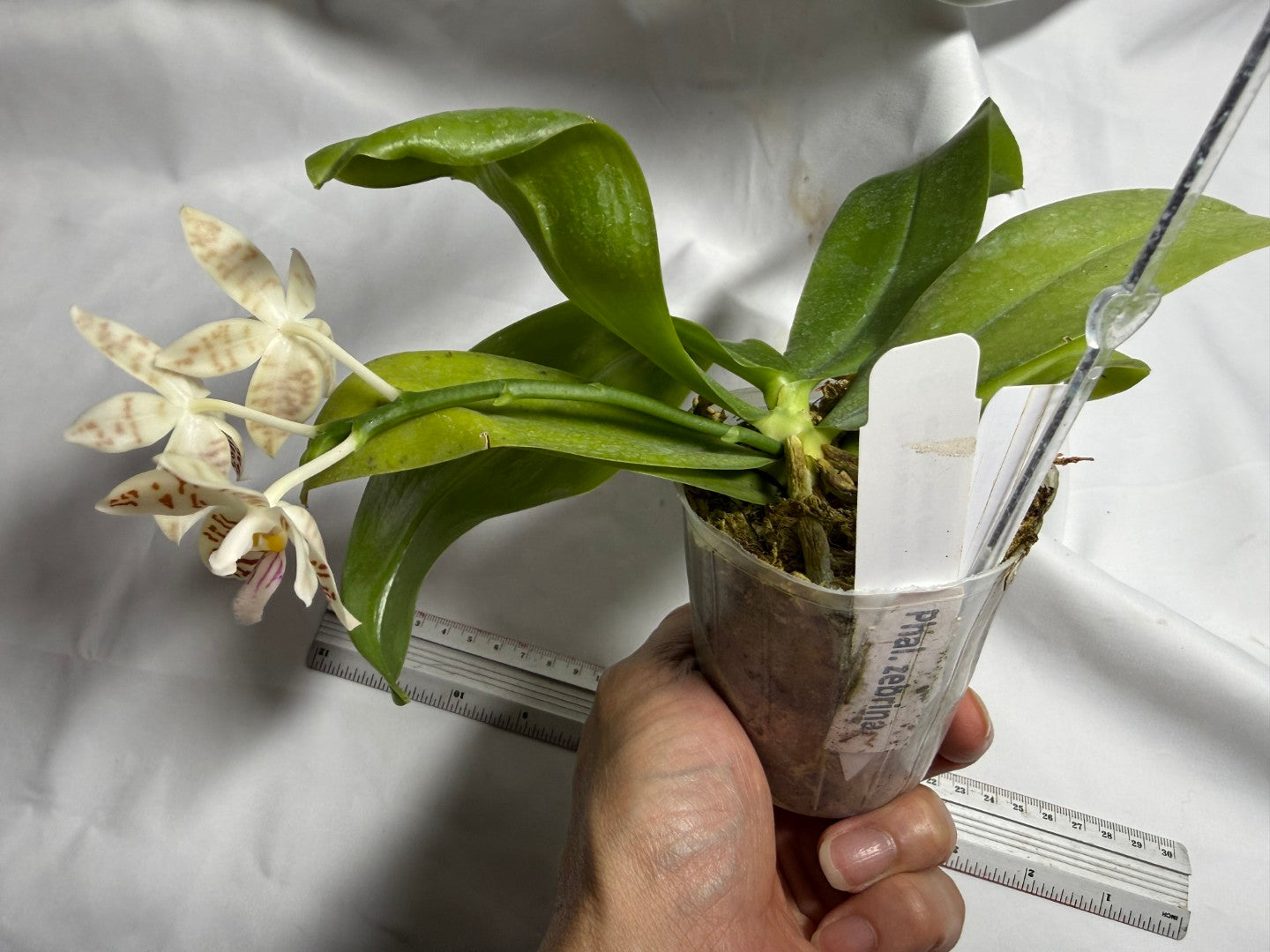 Phalaenopsis zebrina 260714 Flowering Seed Grown