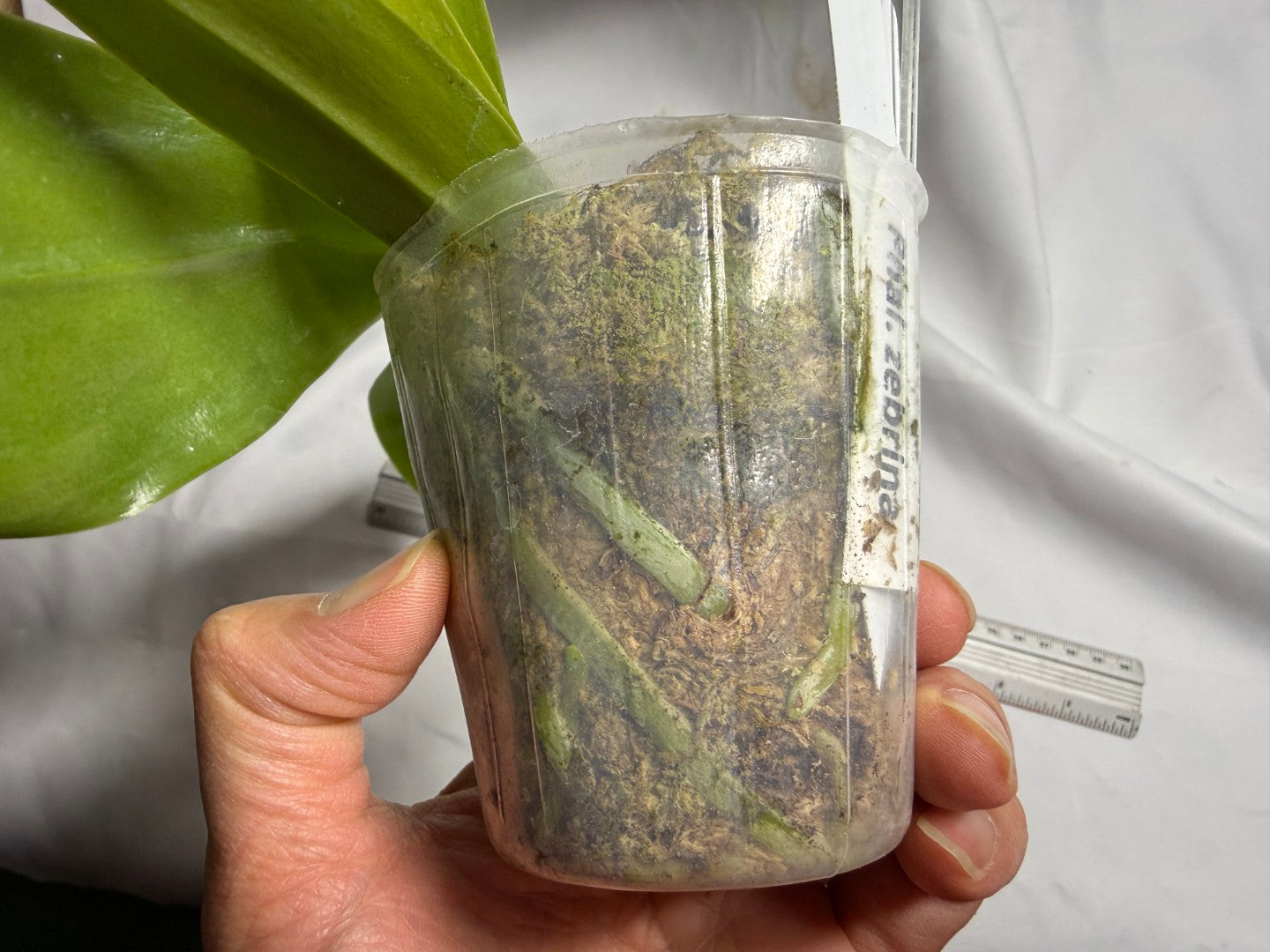 Phalaenopsis zebrina 260714 Flowering Seed Grown