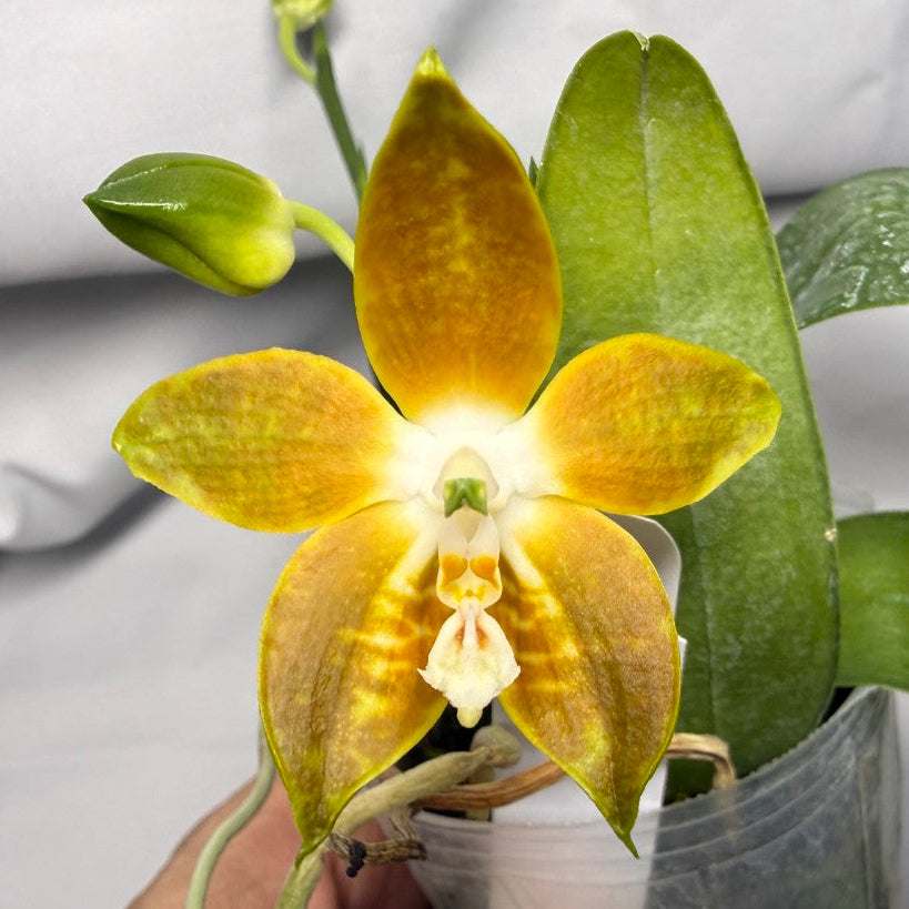Phalaenopsis venosa - seed grown 251227 Flowering 2 spikes