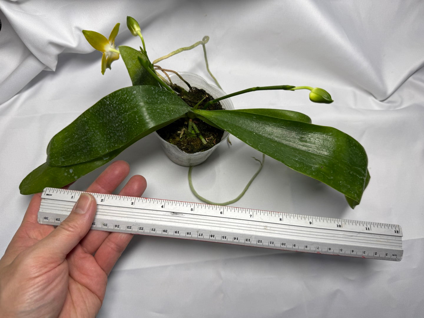 Phalaenopsis venosa - seed grown 251227 Flowering 2 spikes