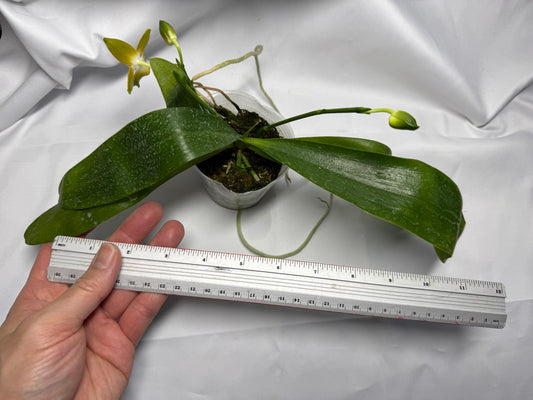 Phalaenopsis venosa - seed grown 251227 Flowering 2 spikes