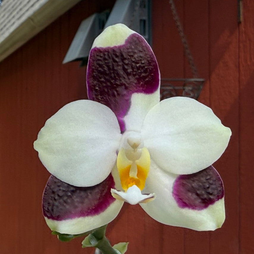 Phalaenopsis FANGtastic Green Envy 260822 Flowering