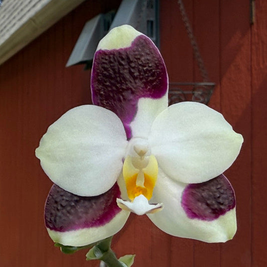 Phalaenopsis FANGtastic Green Envy 260822 Flowering