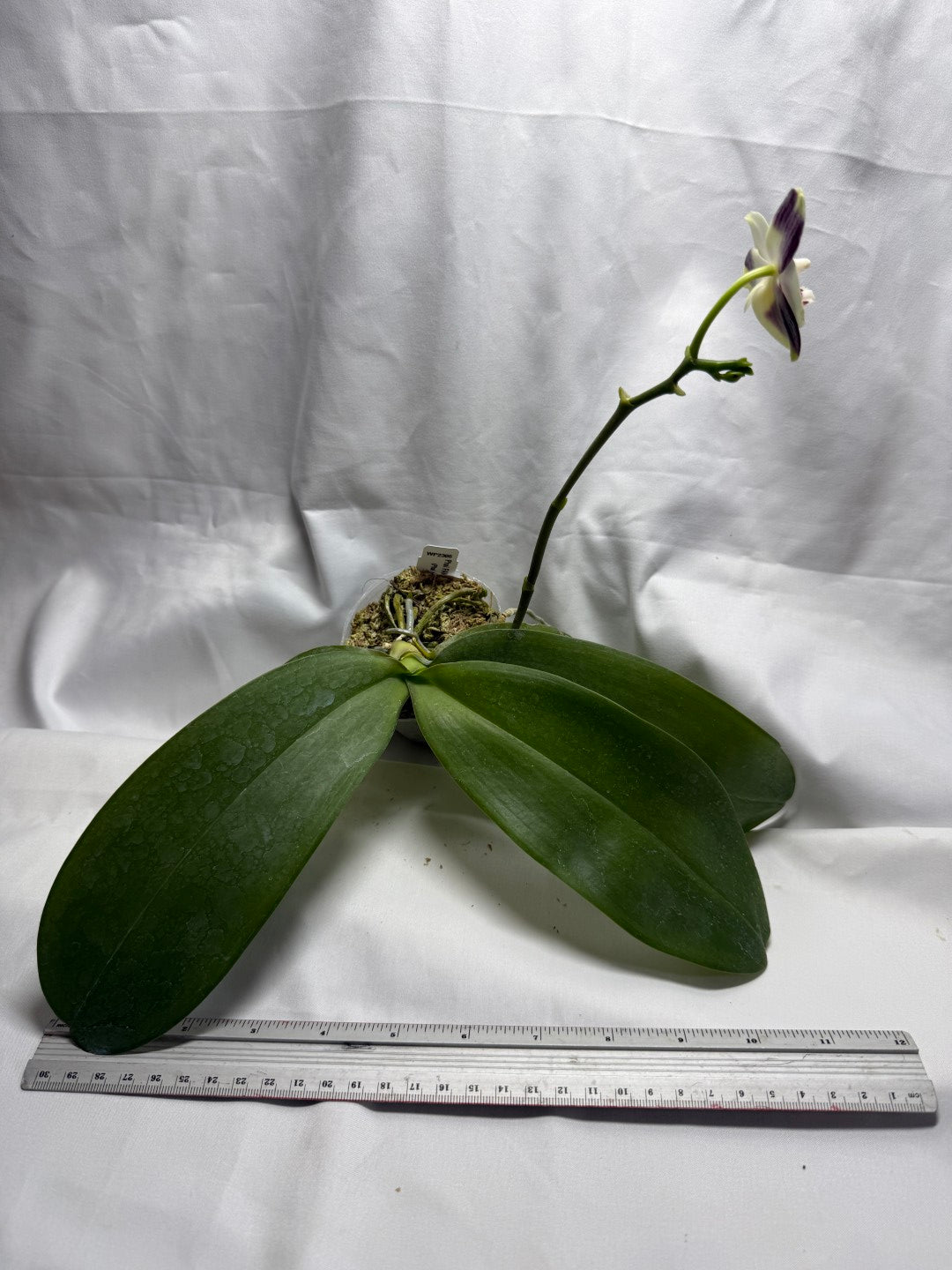 Phalaenopsis FANGtastic Green Envy 260822 Flowering