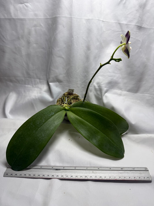 Phalaenopsis FANGtastic Green Envy 260822 Flowering