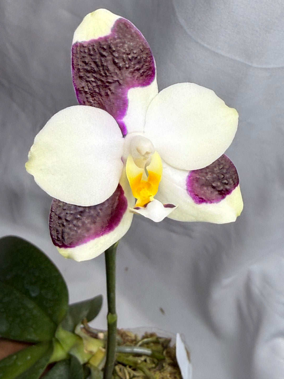 Phalaenopsis FANGtastic Green Envy 260822 Flowering