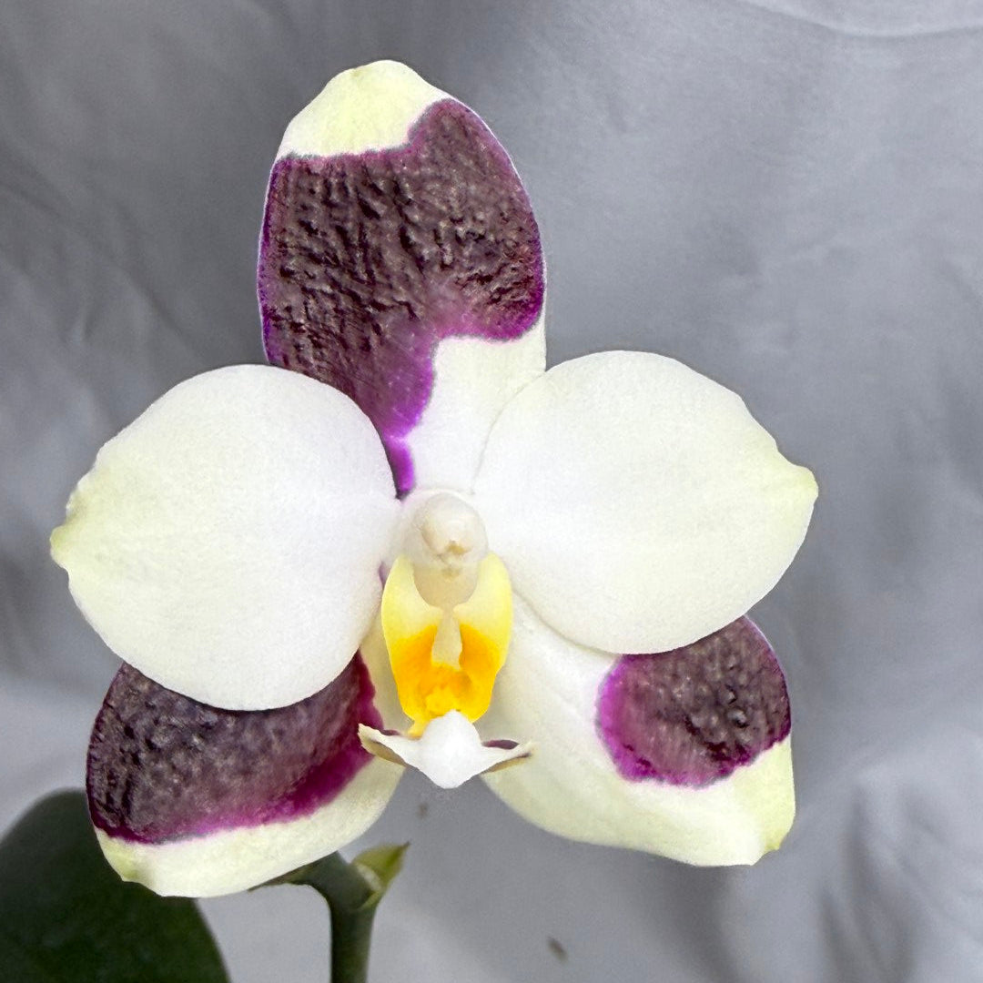 Phalaenopsis FANGtastic Green Envy 260822 Flowering