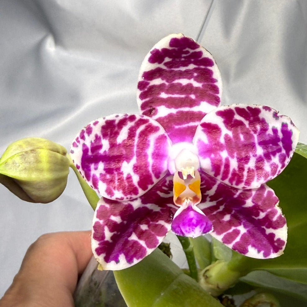 Phalaenopsis KS Super Zebra 'Pylo' AM/AOS 251122 Flowering 2 spikes