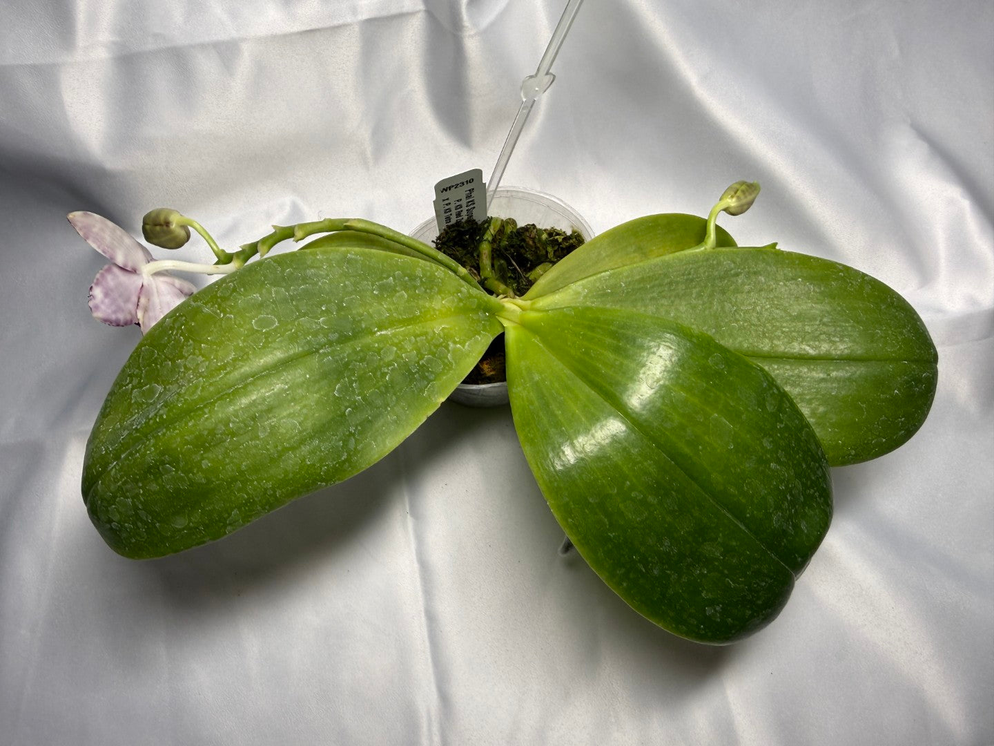 Phalaenopsis KS Super Zebra 'Pylo' AM/AOS 251122 Flowering 2 spikes