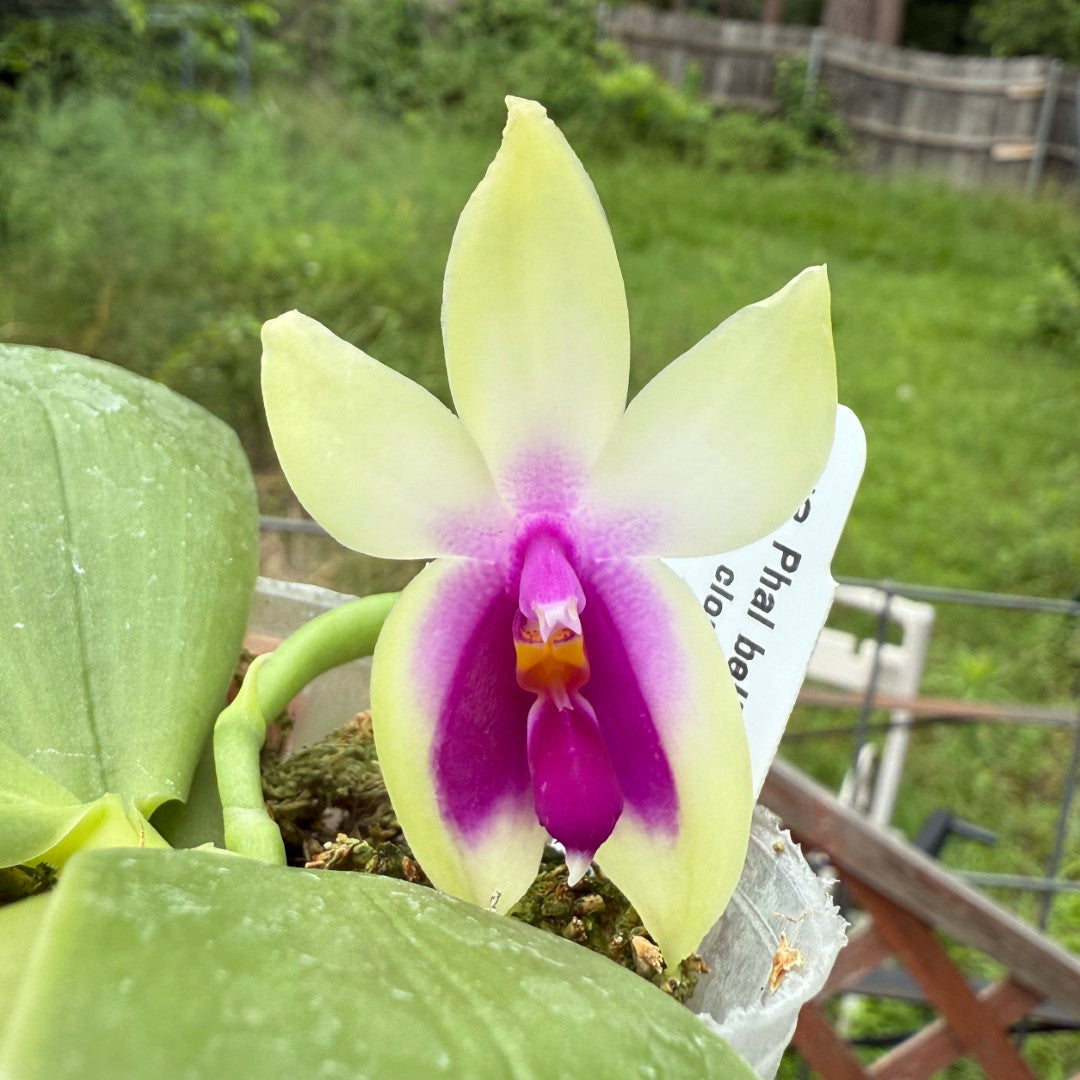 Phalaenopsis bellina v. murtoniana 250611 Flowering