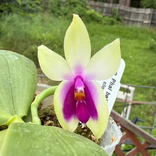 Phalaenopsis bellina v. murtoniana 250611 Flowering