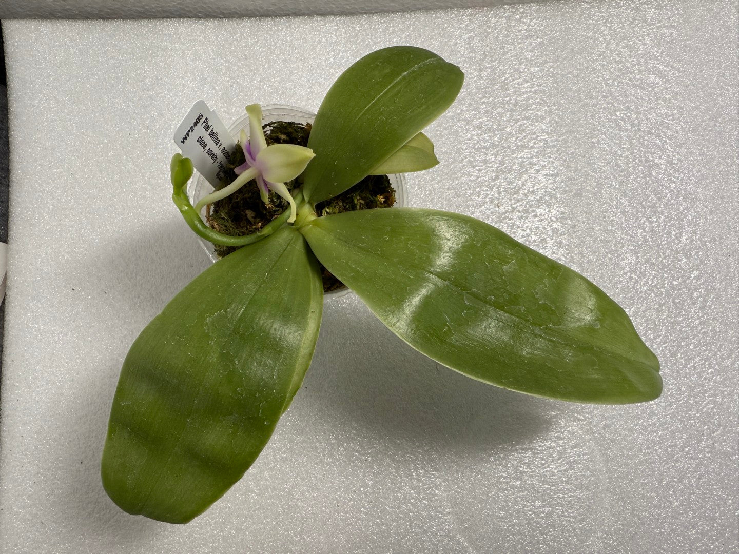 Phalaenopsis bellina v. murtoniana 250611 Flowering