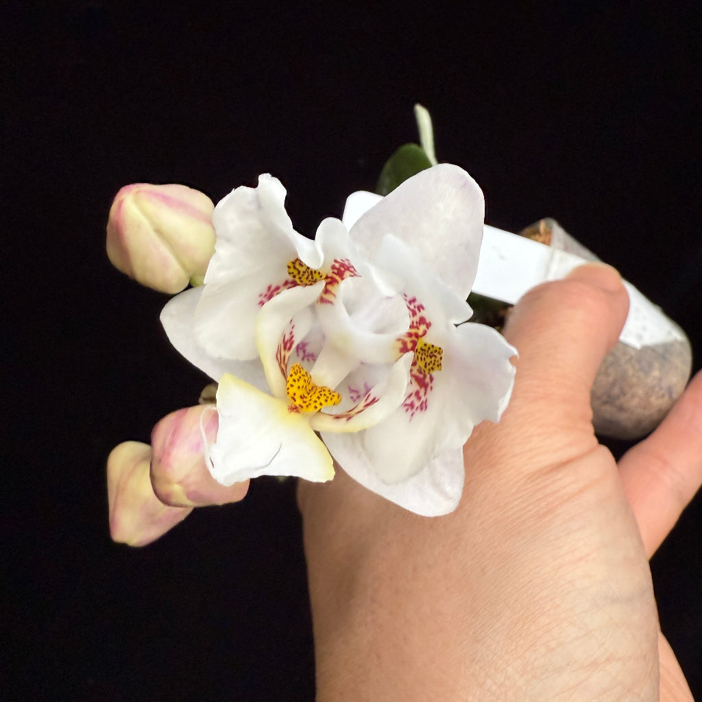 Phalaenopsis Hsinying Little Knight 'Trinity'