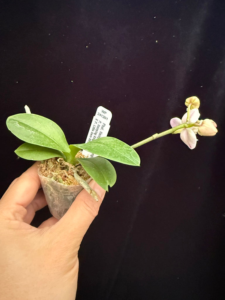 Phalaenopsis Hsinying Little Knight 'Trinity'