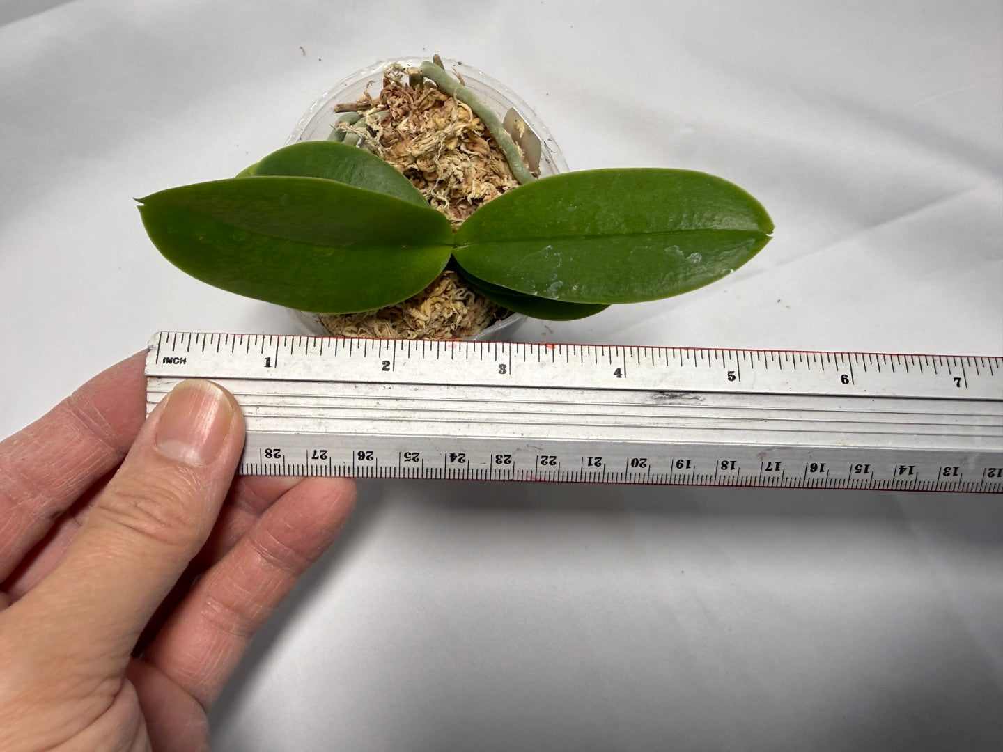 Phalaenopsis Hsinying Little Knight 'Trinity'