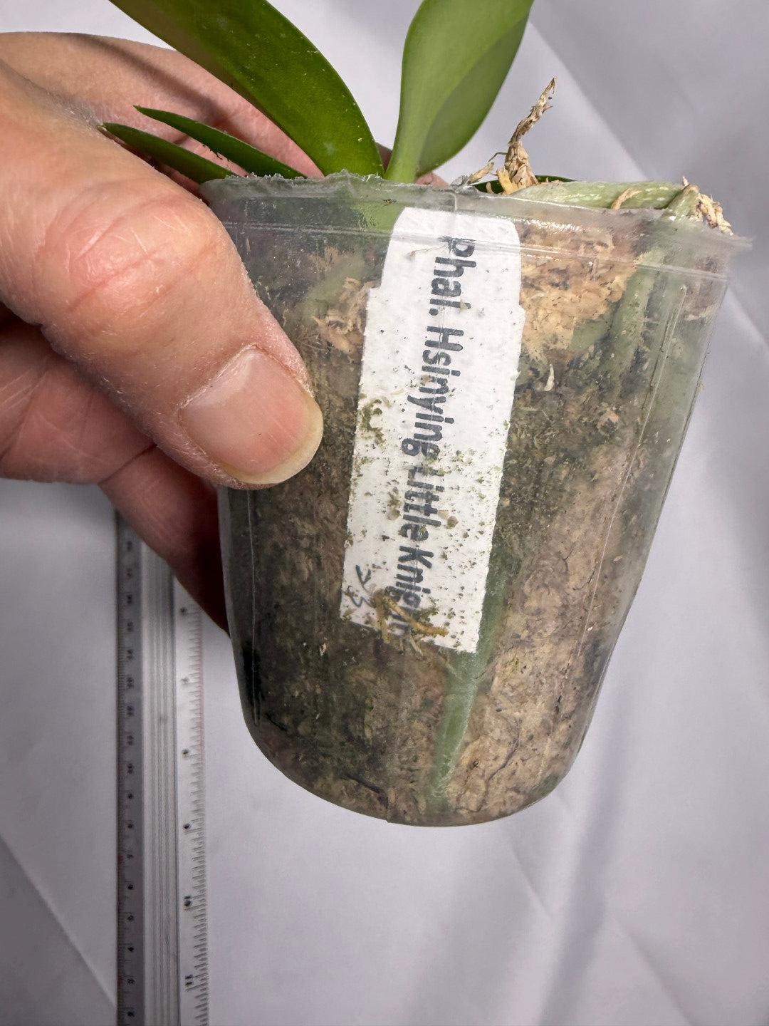 Phalaenopsis Hsinying Little Knight 'Trinity'