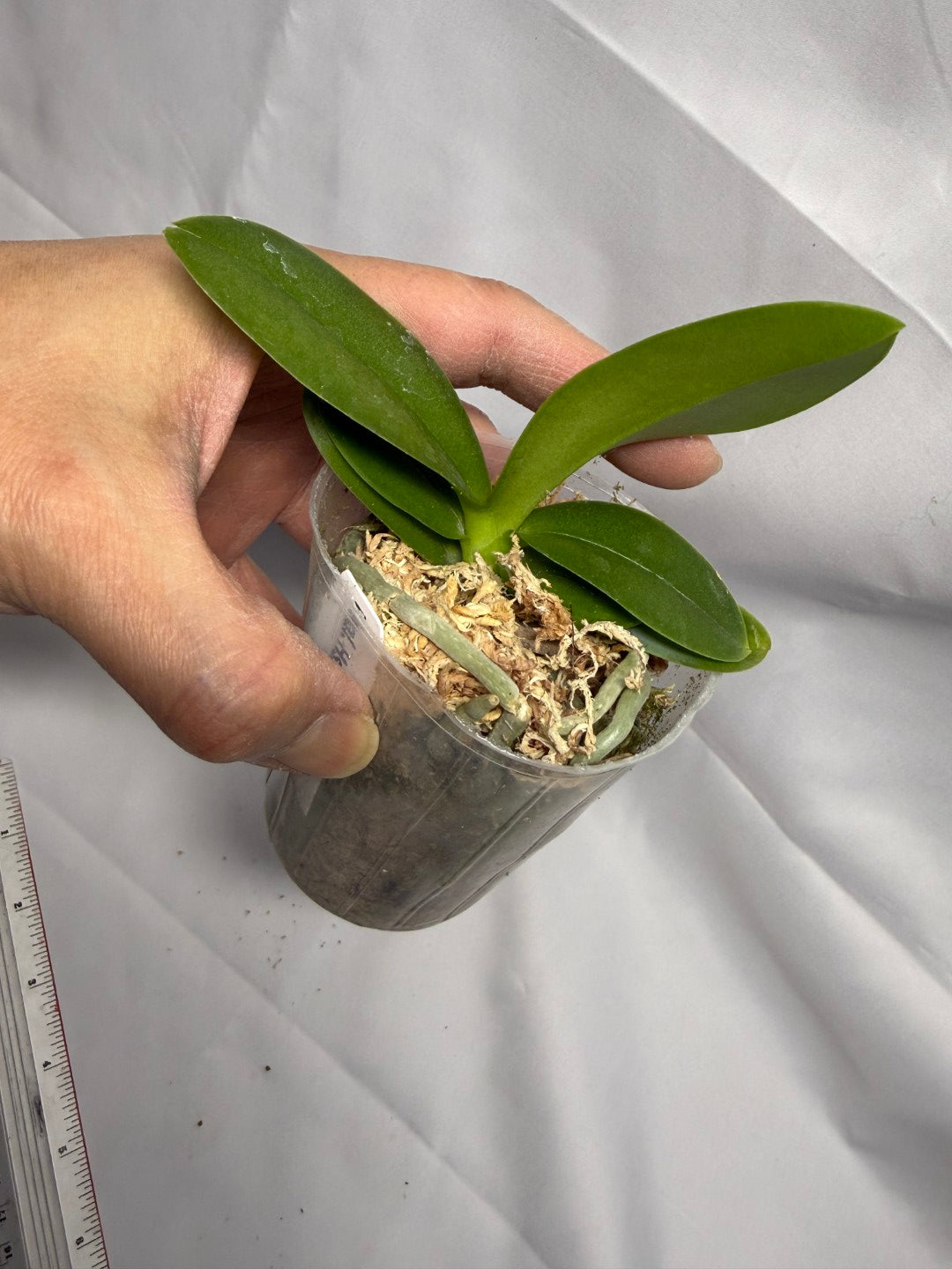 Phalaenopsis Hsinying Little Knight 'Trinity'