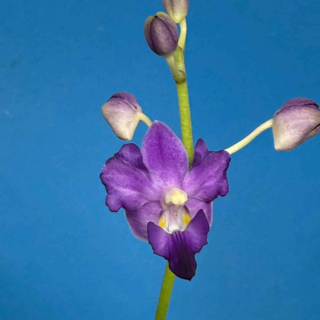 Phalaenopsis (Doritis) pulcherrima 'Wilson' var champorensis coerulea (Blue Form) Flowering