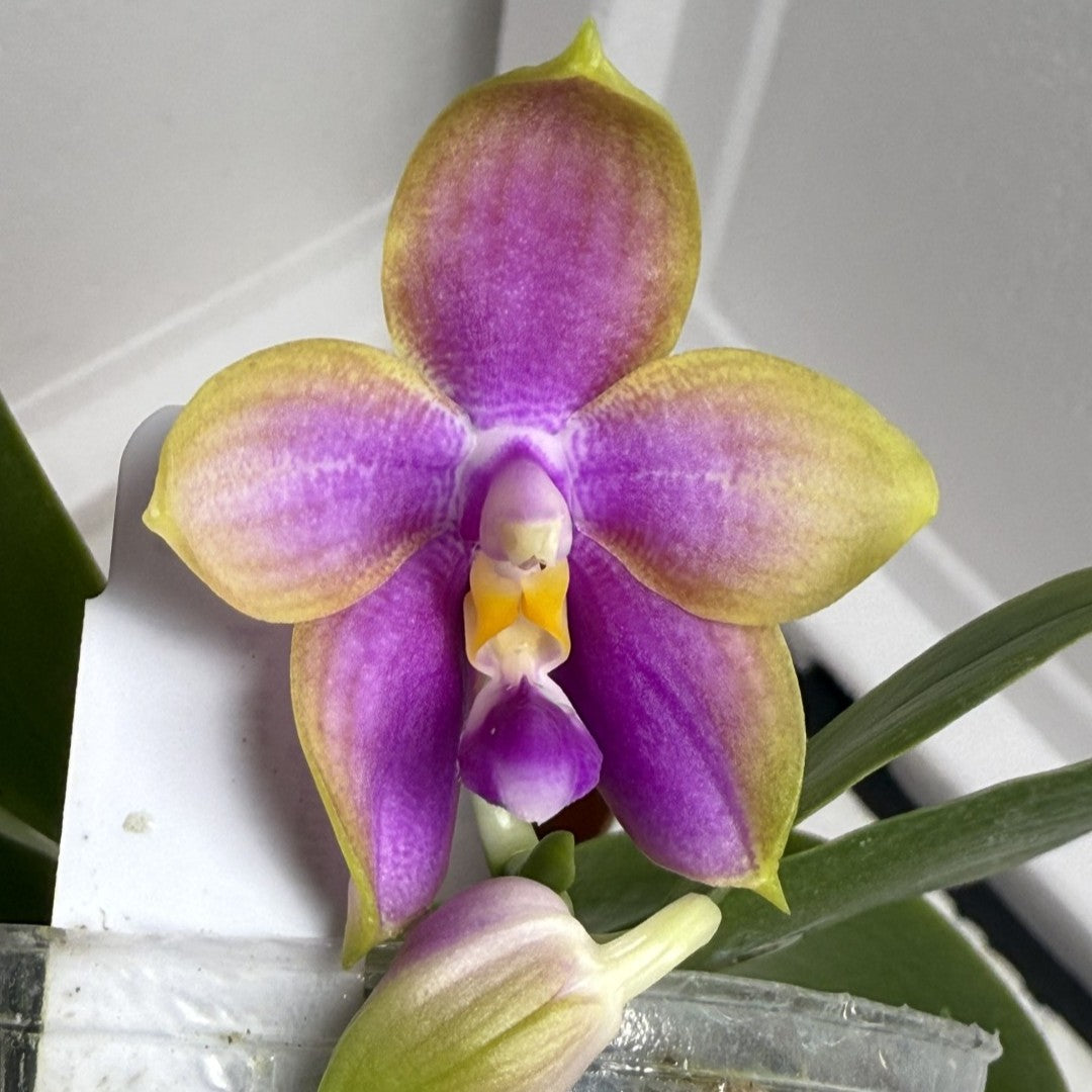 Phalaenopsis Jiaho Dance Girl 'Neon'